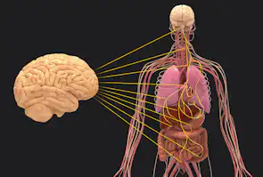 Vagusnerven forbinder hjernen med organerne
