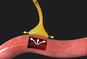 Baroreceptor er kroppens blodtryksmåler