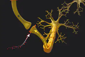 Hjertets hormoner påvirker hjernen