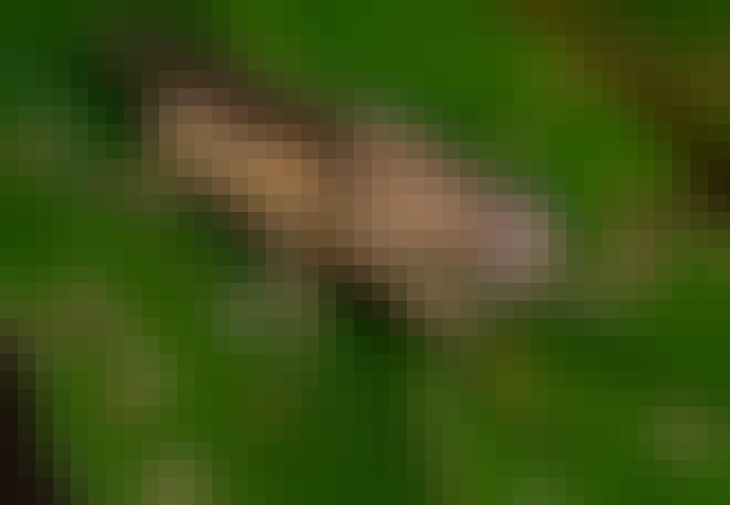 Afrikaanse tseetseevlieg zit op groen blad Afrikaanse tseetseevlieg zit op groen blad