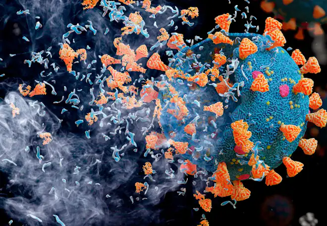 Immunforsvaret nedkjemper koronavirus