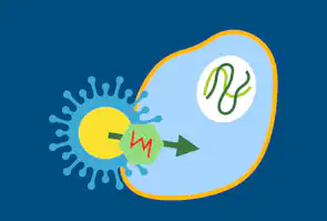 Koronaviruset trenger inn i cellen med spikeproteinet, som bindes til reseptoren