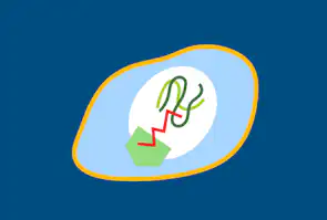 Viruspartikkelen kopieres i cellen, som danner mutasjonen underveis