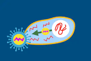 Koronaviruset er mutert og har fått nye egenskaper i reseptorbindingsdomenet på overflateproteiner