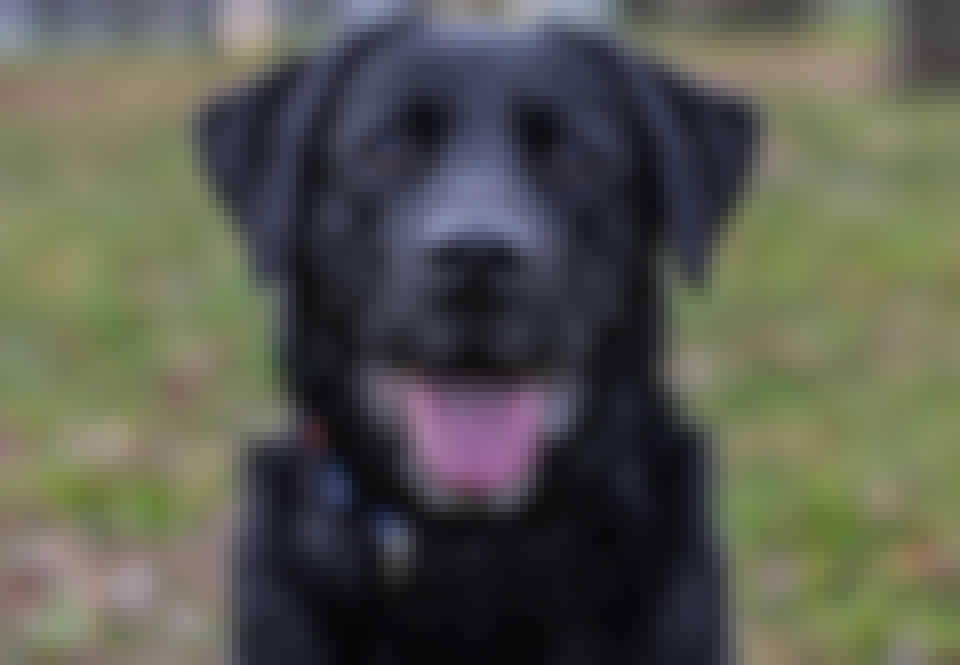 Hundår Hundår