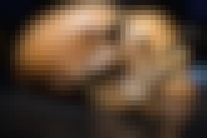 schedels, Neanderthalers, Homo sapiens, taal, spraak schedels, Neanderthalers, Homo sapiens, taal, spraak