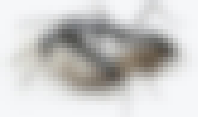 Myre hjælper såret myre Myre hjælper såret myre