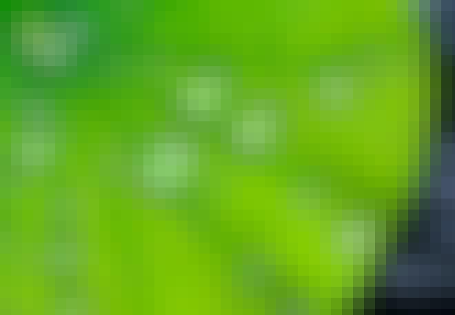droppar lotusblomblad droppar lotusblomblad
