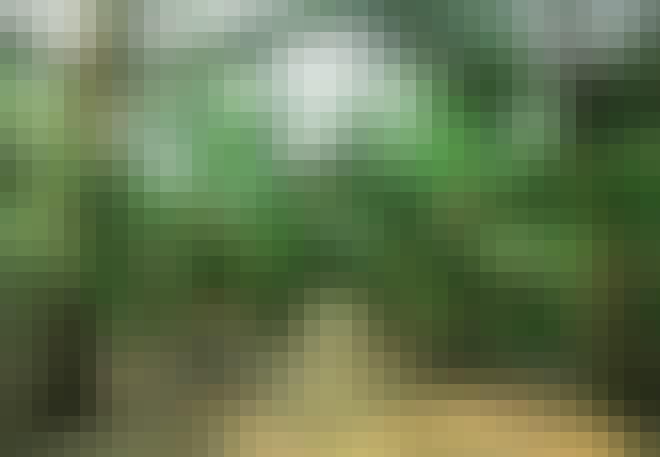Oliepalmplantage Oliepalmplantage
