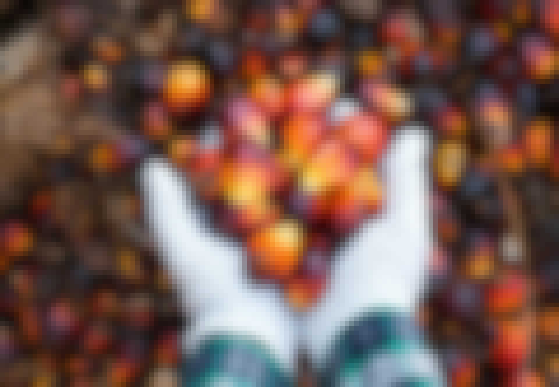 Frukter från oljepalmen Frukter från oljepalmen