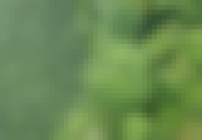 Oljepalmeplantasje ved regnskog Oljepalmeplantasje ved regnskog