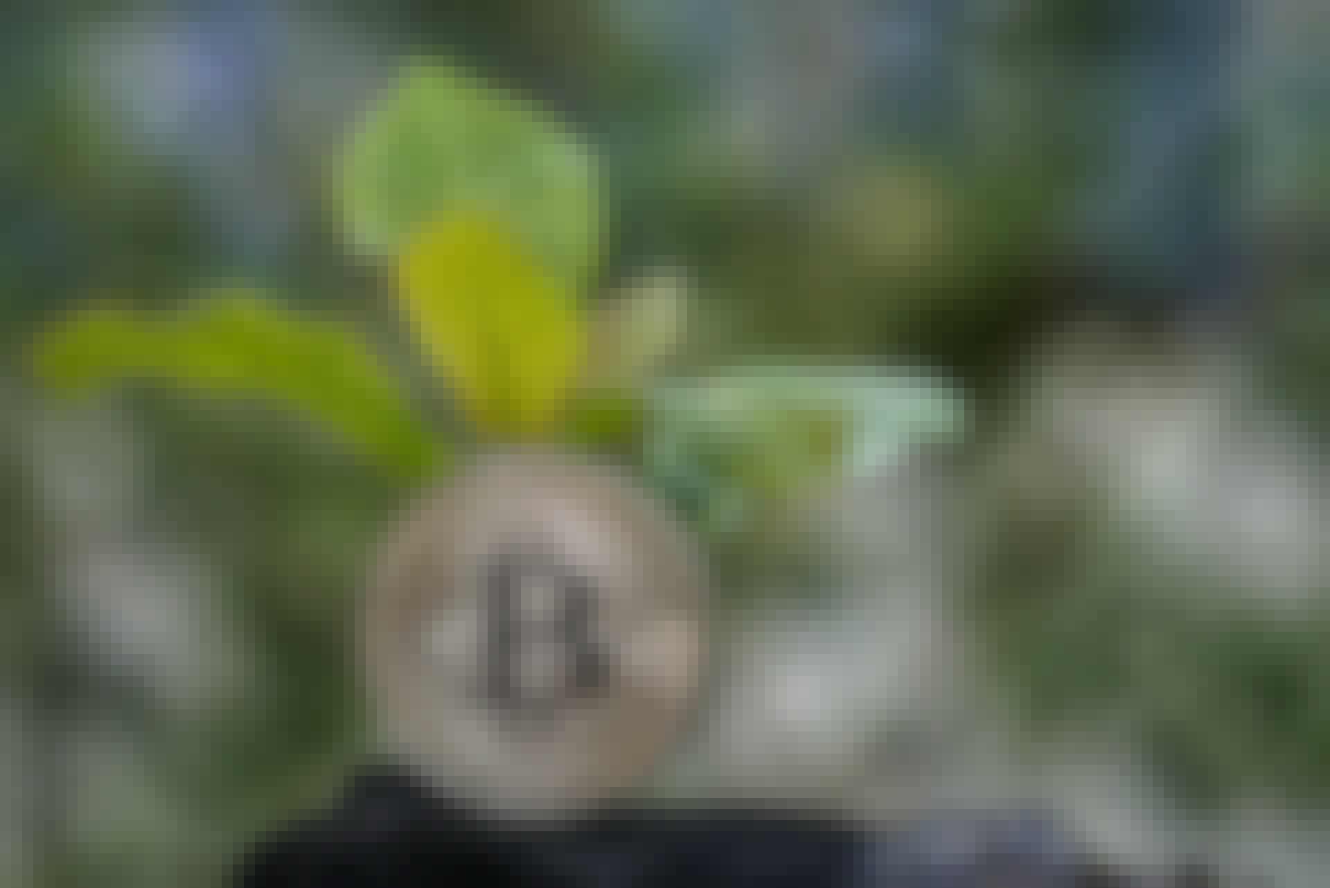 Bitcoin og plante Bitcoin og plante