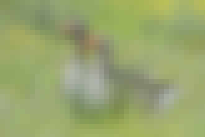 Grågæs i græs Grågæs i græs