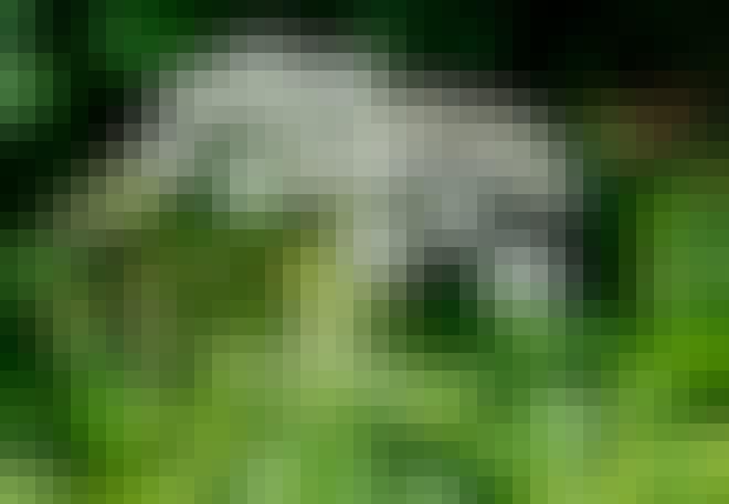 Odört (Conium maculatum) Odört (Conium maculatum)