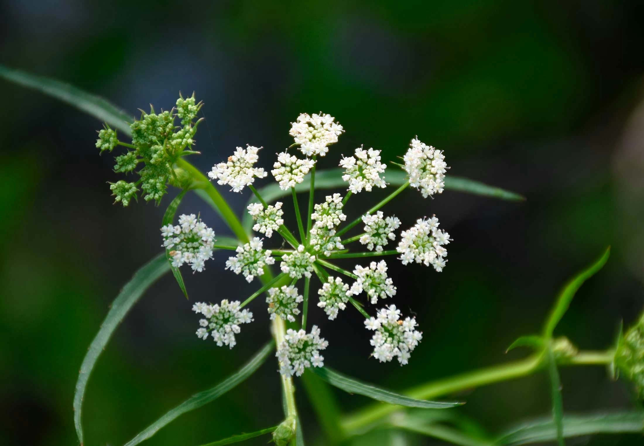 Giftige planten - Hier zijn 9 giftige planten waar je dood aan kunt