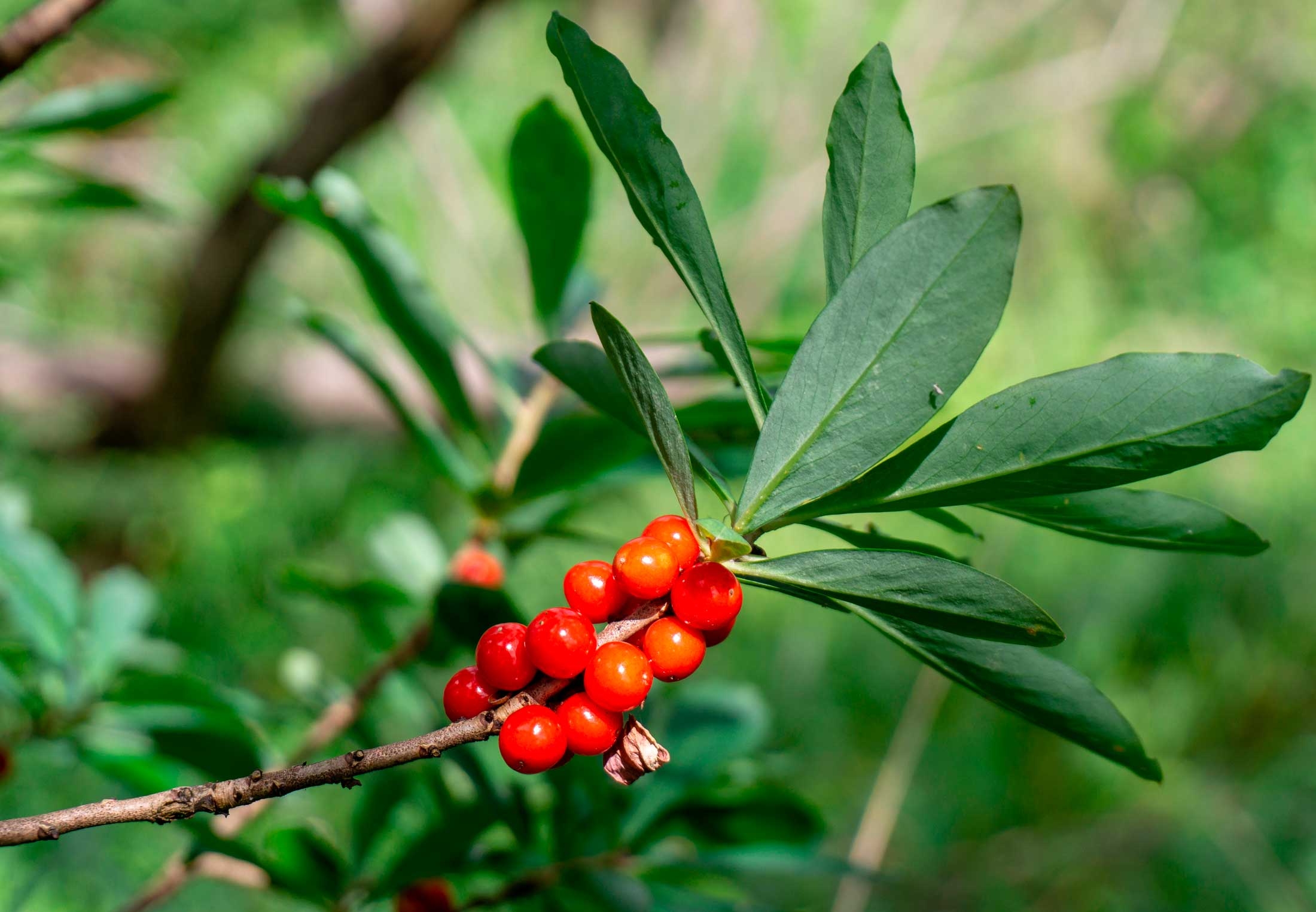 9 giftige planter i Norge, som kan drepe deg | illvit.no