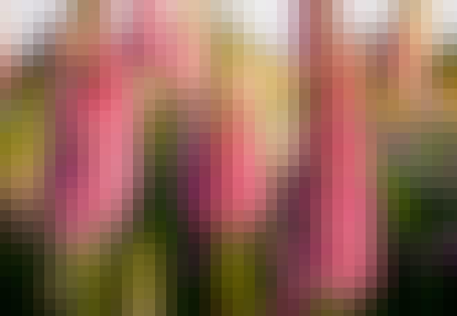 giftige planten - Vingerhoedskruid giftige planten - Vingerhoedskruid