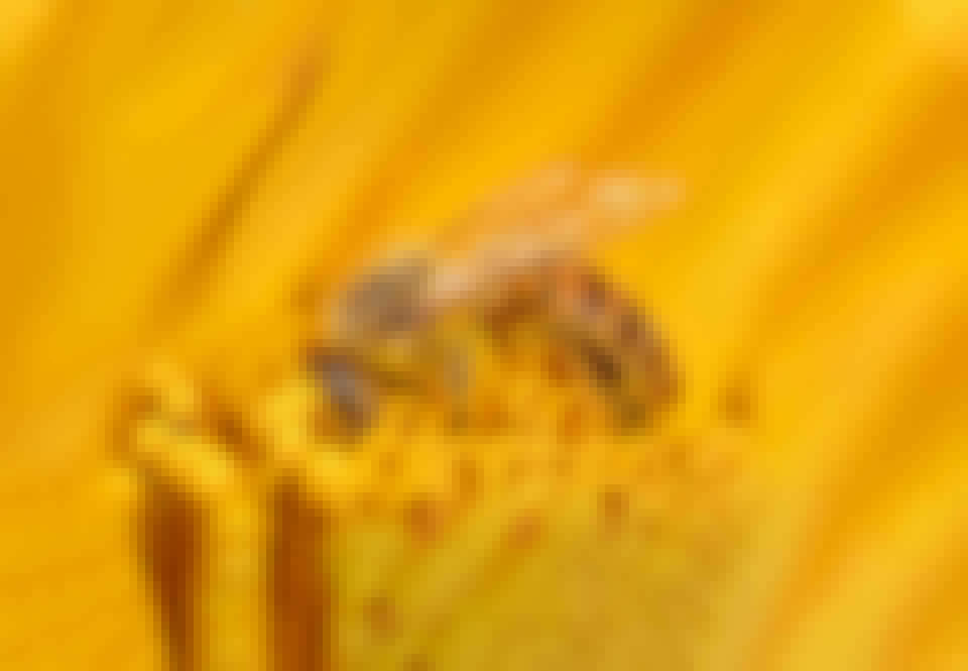 Bi smaskar i sig pollen Bi smaskar i sig pollen