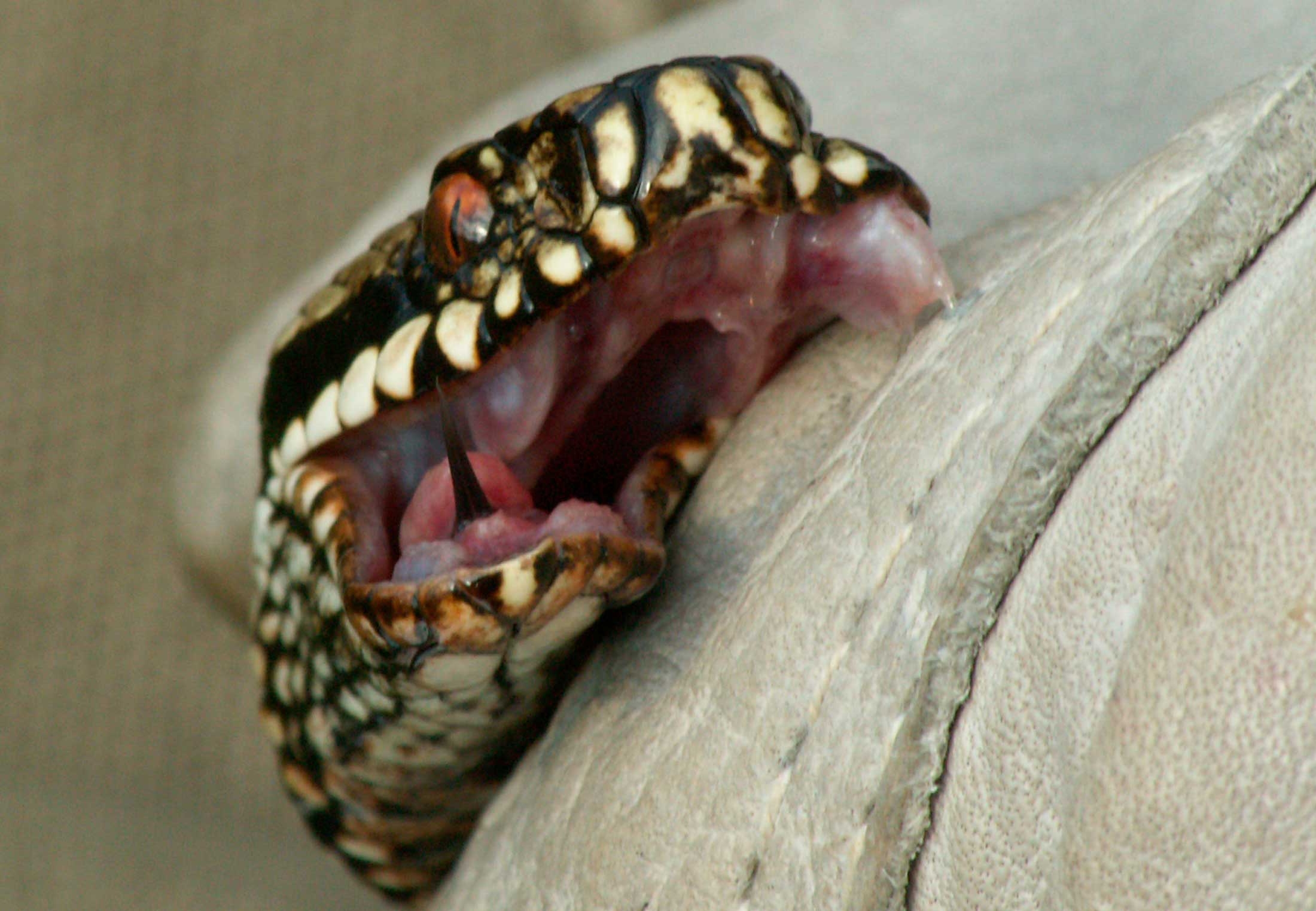 Hoggormer I Norge Er Et Bitt Fra En Hoggorm Farlig Illvit No