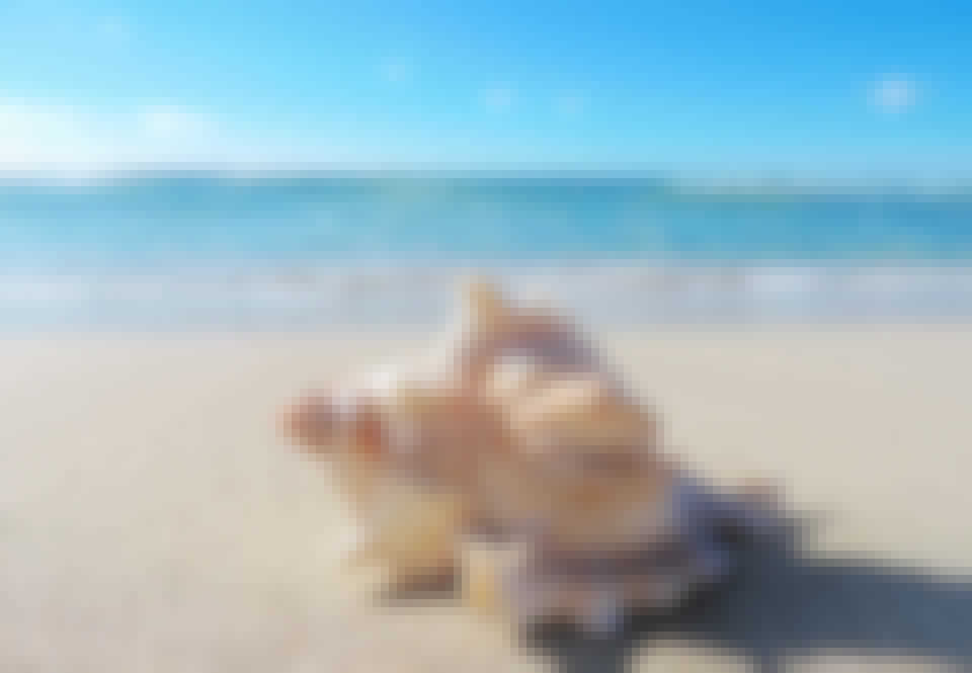 konkylie-på-strand Snäcka-på-strand