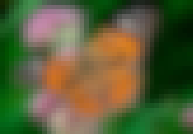 Tidselsommerfuglen er i familie med de takvingede sommerfugle. Tidselsommerfuglen er i familie med de takvingede sommerfugle.
