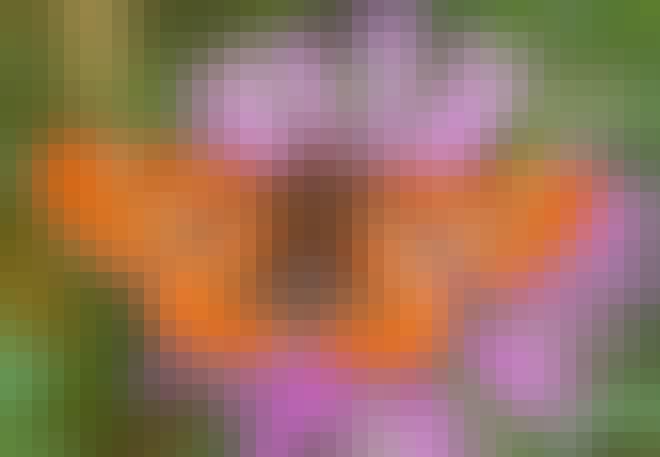 Hedepletvinge sidder på en blomst Hedepletvinge sidder på en blomst