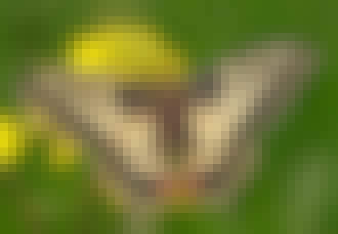 Koninginnenpage op een gele bloem Koninginnenpage op een gele bloem