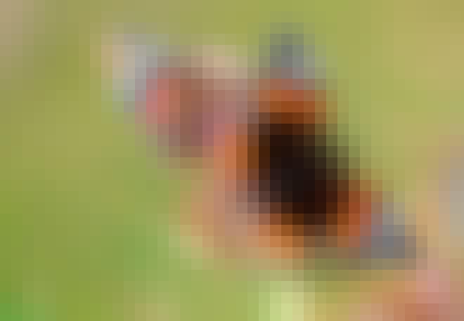 De atalanta legt eitjes op brandnetels. De atalanta legt eitjes op brandnetels.