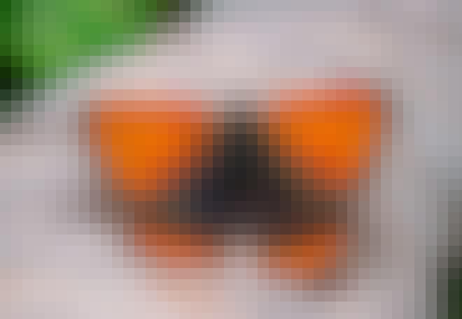 De kleine vuurvlinder heeft vuurrode voorvleugels met bruine vlekken De kleine vuurvlinder heeft vuurrode voorvleugels met bruine vlekken