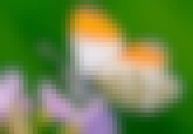 Het oranjetipje heeft een grote oranje vlek op de voorvleugel Het oranjetipje heeft een grote oranje vlek op de voorvleugel