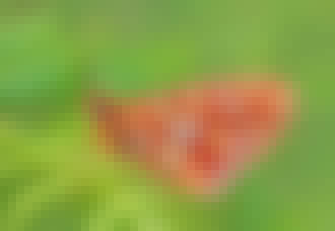Prydlig pärlemorfjäril sitter på ett blad Prydlig pärlemorfjäril sitter på ett blad