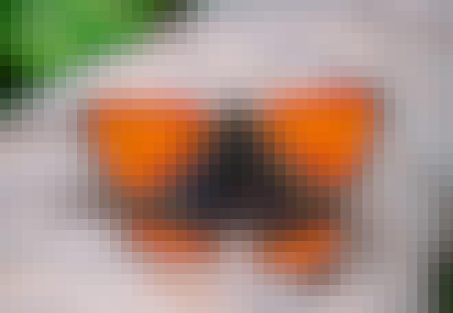 Den mindre guldvingen har orangeröda förvingar med bruna fläckar Den mindre guldvingen har orangeröda förvingar med bruna fläckar