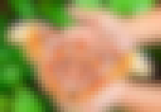 Atlasspinnaren är en av världens största fjärilar Atlasspinnaren är en av världens största fjärilar