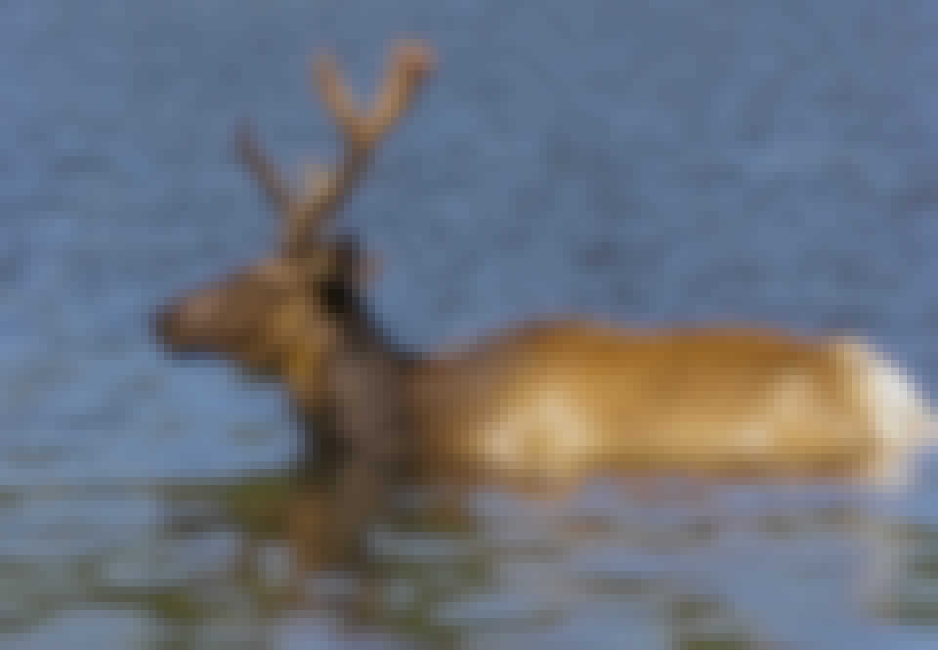 Elg-i-vand Närbild av älg som simmar