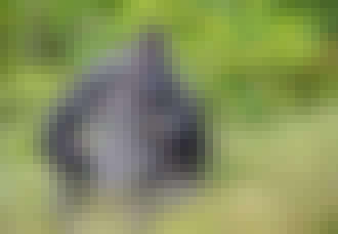 Silverrygg manlig västlig låglandsgorilla Silverrygg manlig västlig låglandsgorilla