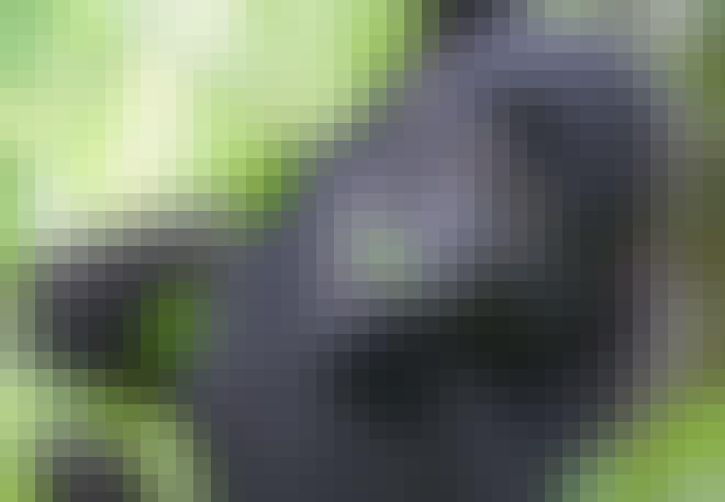 Västlig låglandsgorilla unge äter blad Västlig låglandsgorilla unge äter blad
