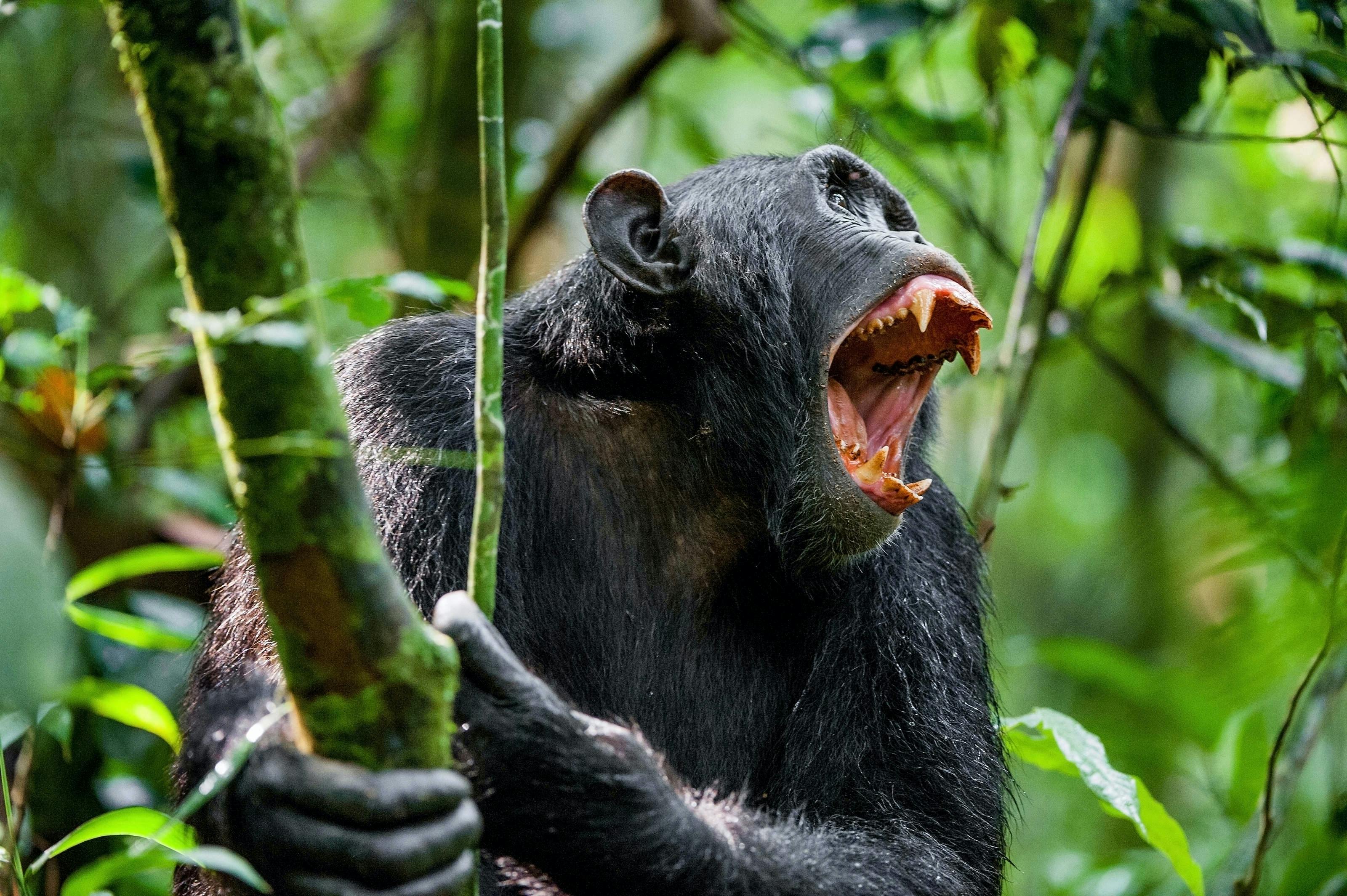 Chimpanser dræber gorilla-unge | Illvid.dk