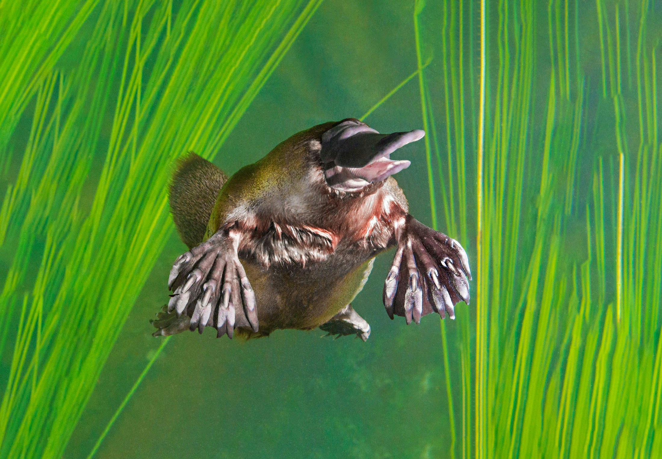 Vogelbekdier is vat vol tegenstrijdigheden