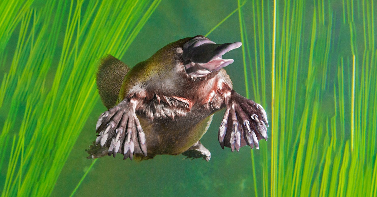 Vogelbekdier is vat vol tegenstrijdigheden Vogelbekdier is vat vol tegenstrijdigheden