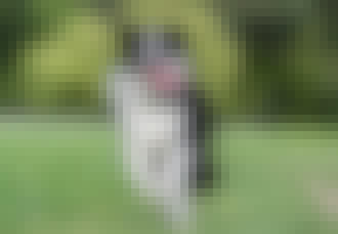 Den klogeste hund er border collien Den klogeste hund er border collien