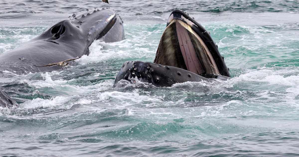 Kan een walvis een mens inslikken? Kan een walvis een mens inslikken?