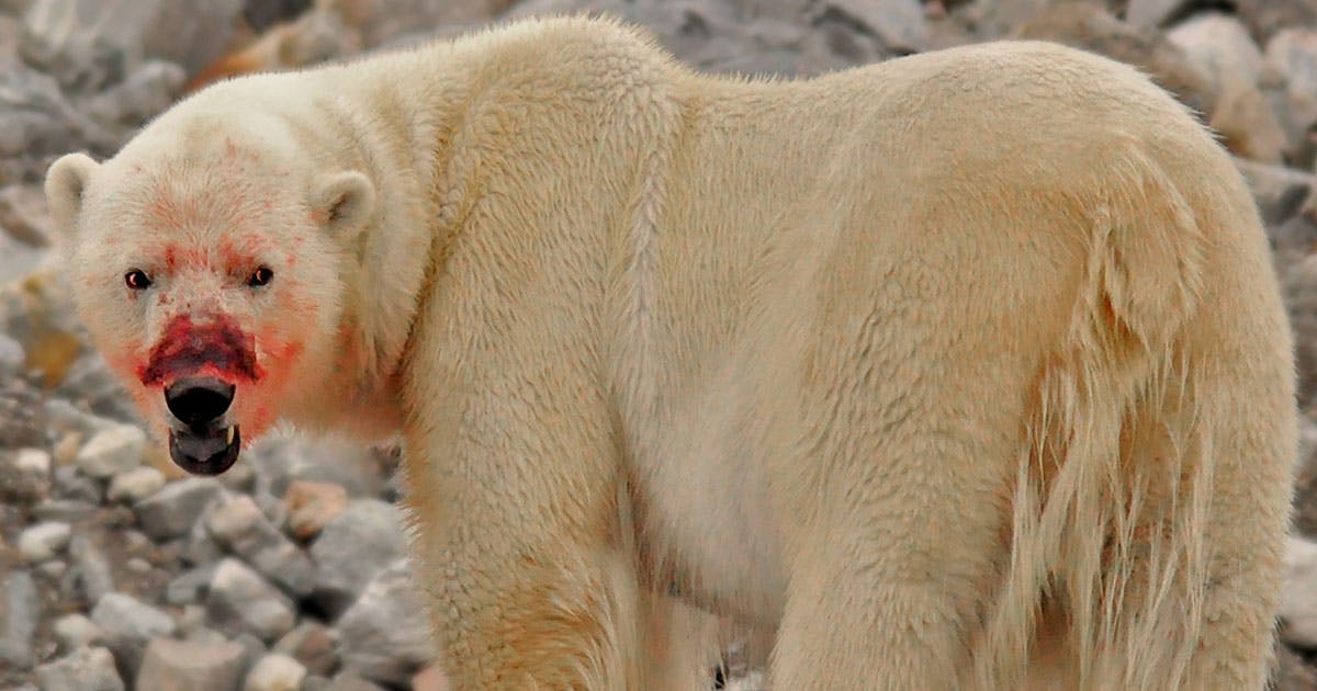 Hungry polar bears stone walruses to death