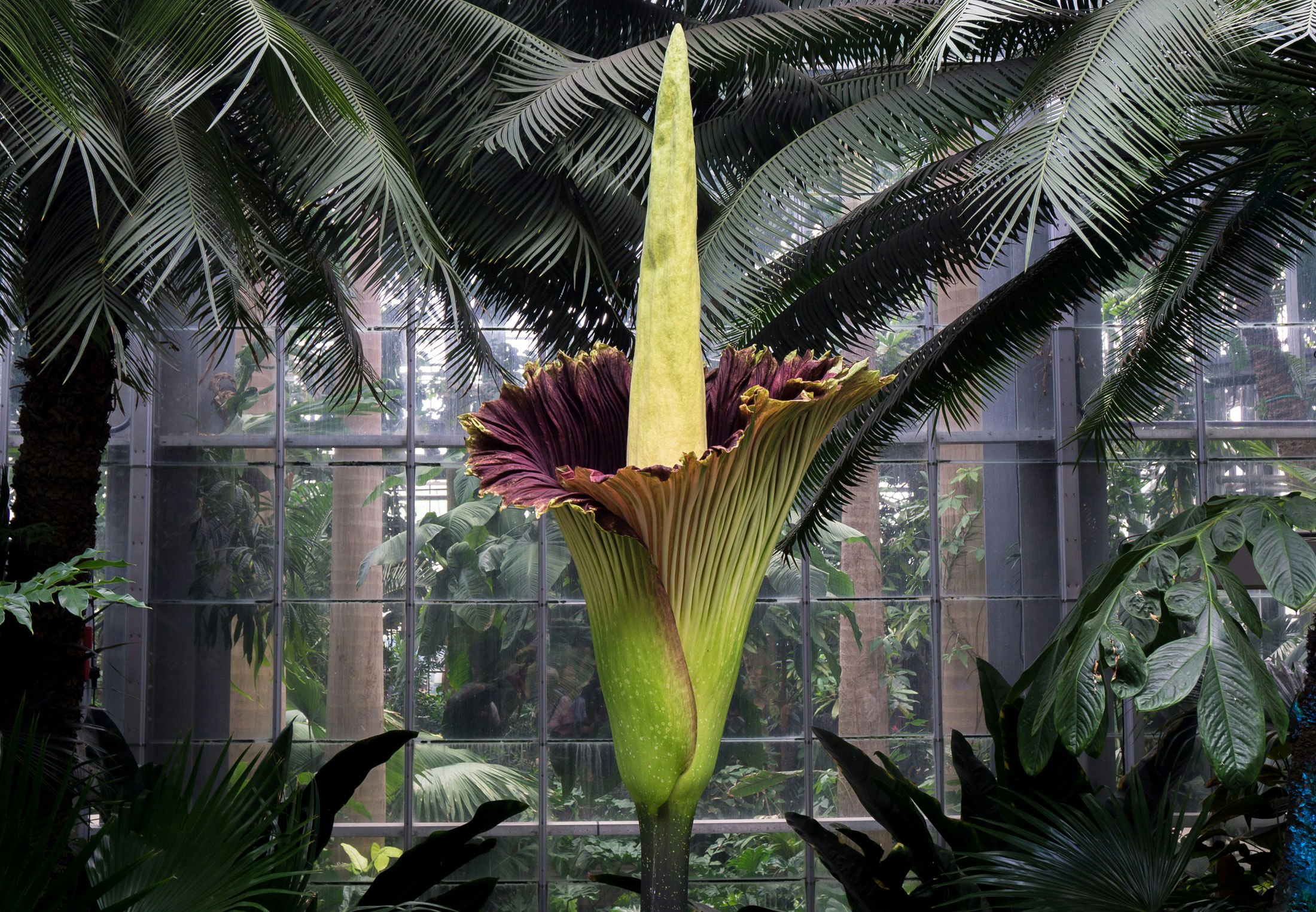 1 расцвел. Amorphophallus Titanum цветок. Аморфофаллус титанический. Аморфофаллус Титаниум. Титан Арум.