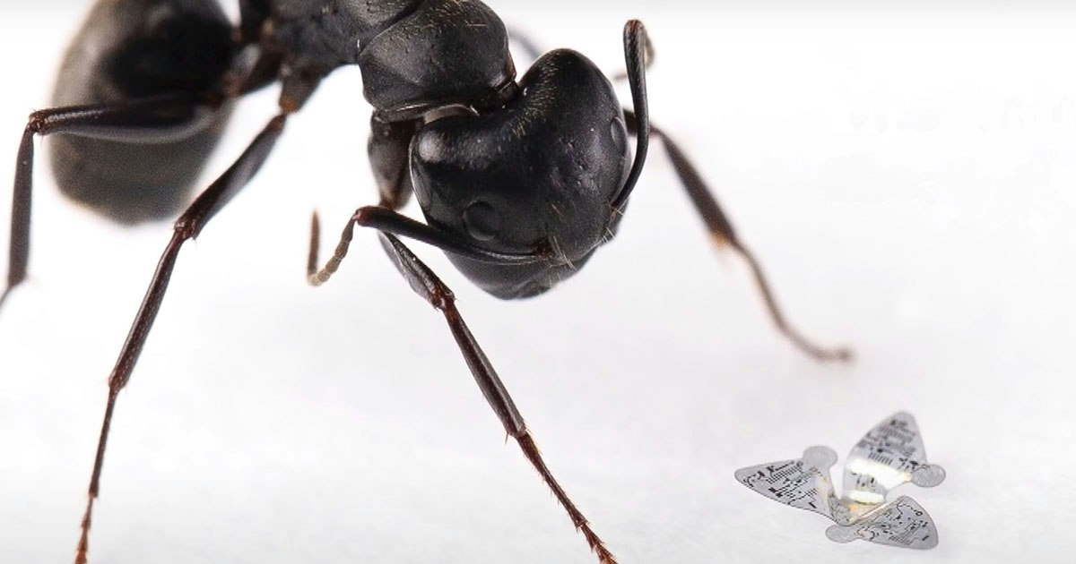 Microdrones gaan ziekten en vervuiling opsporen | wibnet.nl