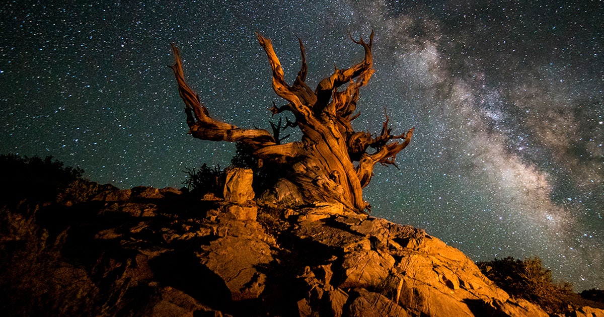 Oudste boom ter wereld | Top 5 | wibnet.nl