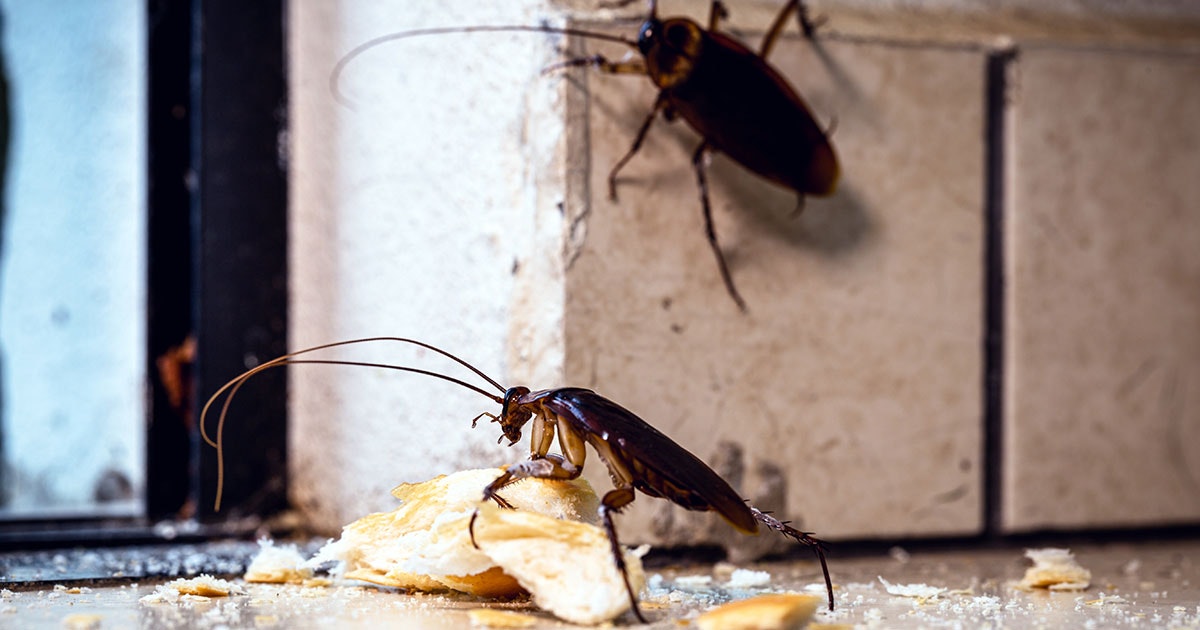 Why are cockroaches so resistant?