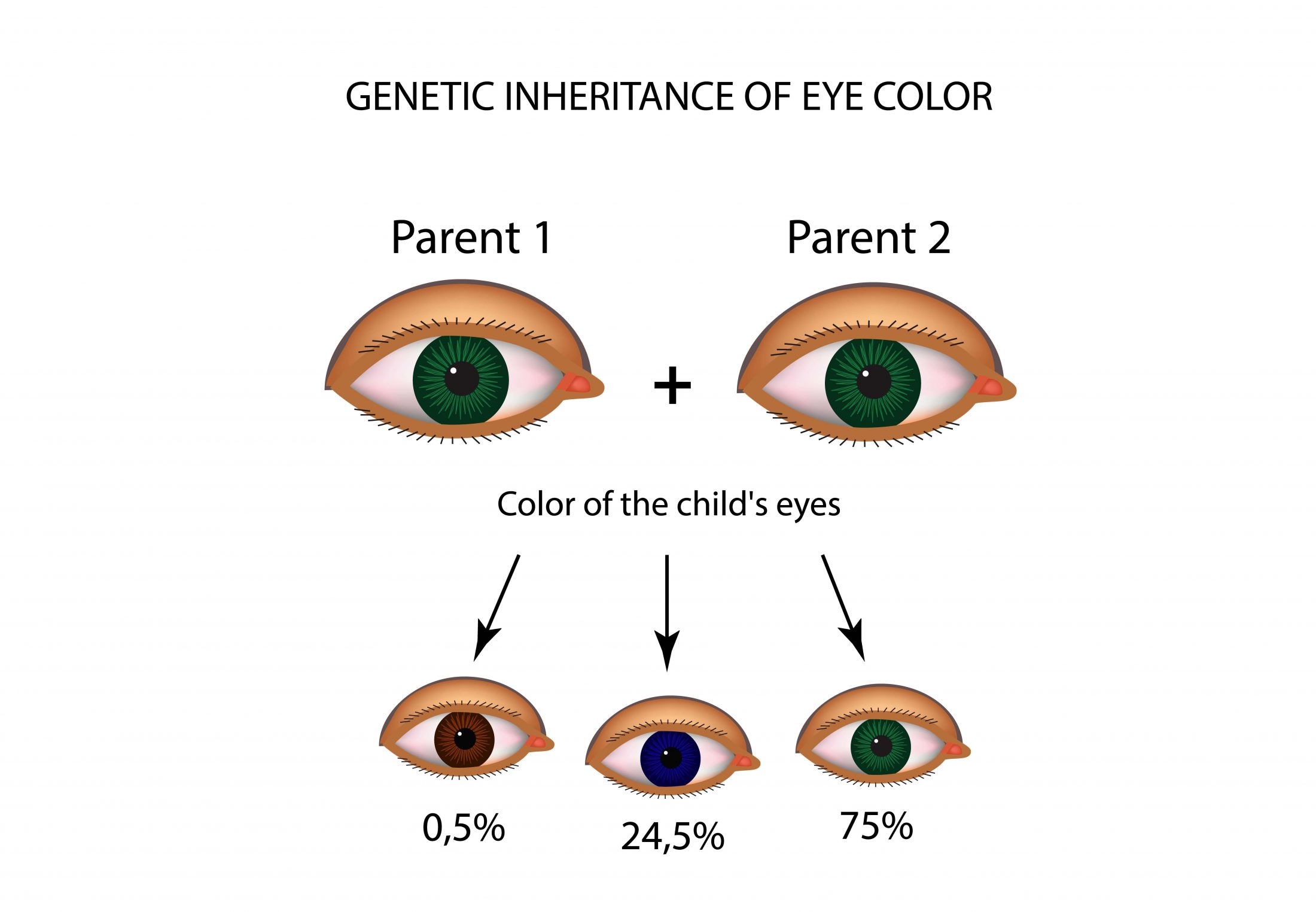 2. Eye Color and the Application of Data Visualization - LabXchange, image size:2200x1524