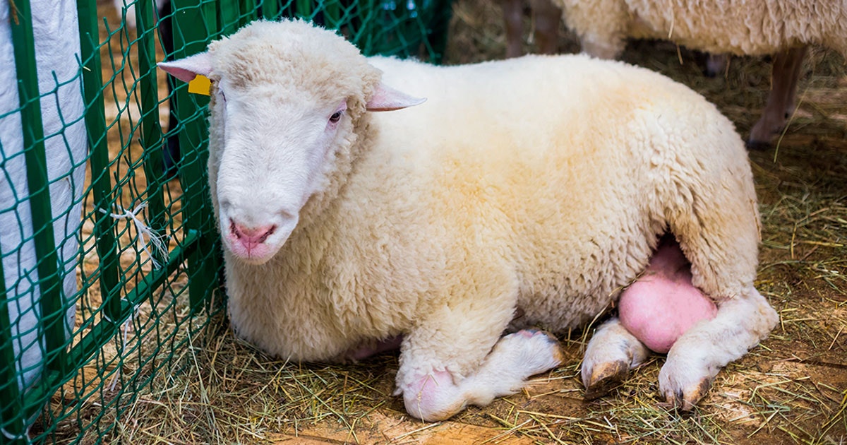 Welk dier heeft de grootste testikels? | wibnet.nl