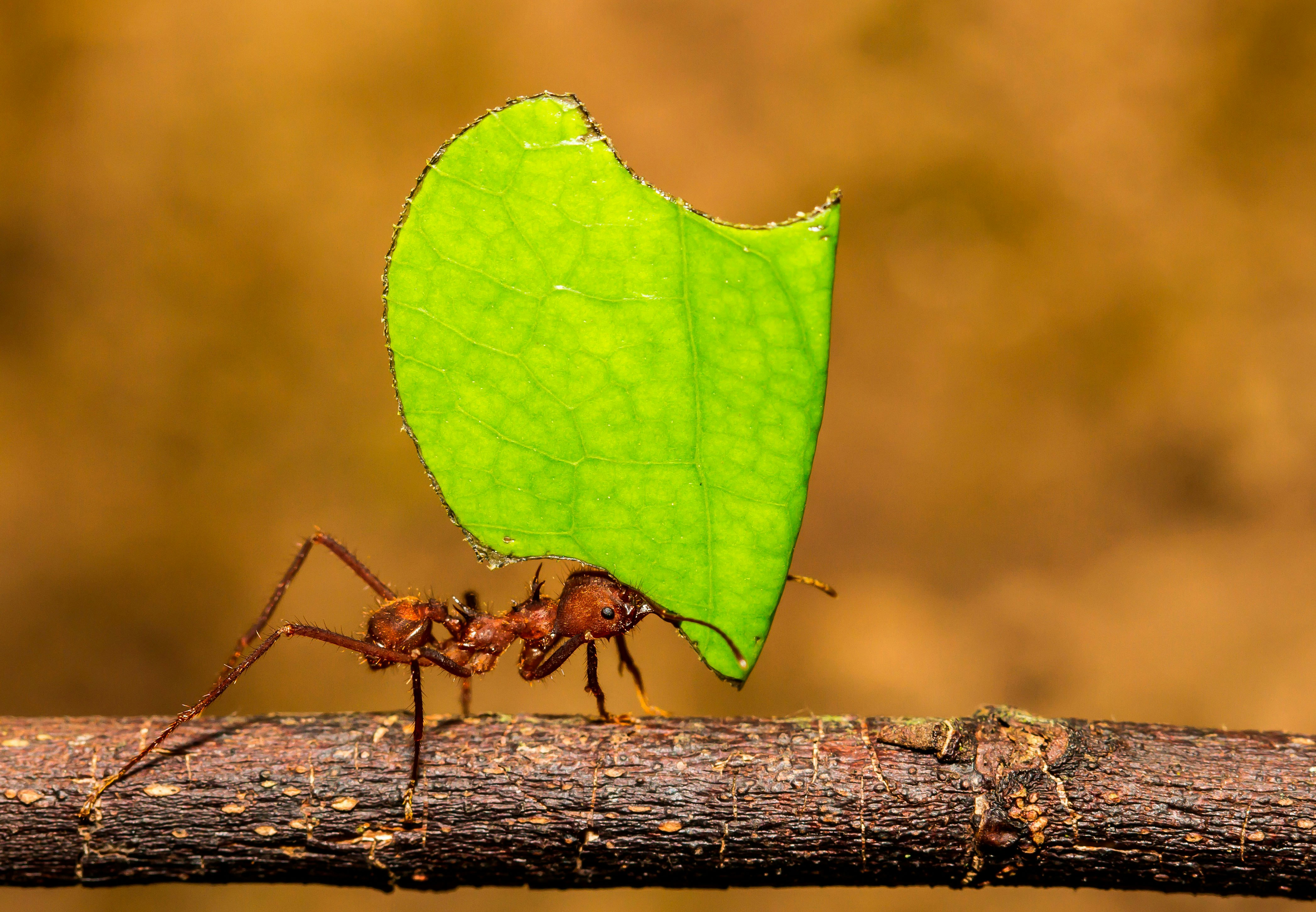 Calculation: this is how many ants there are on Earth