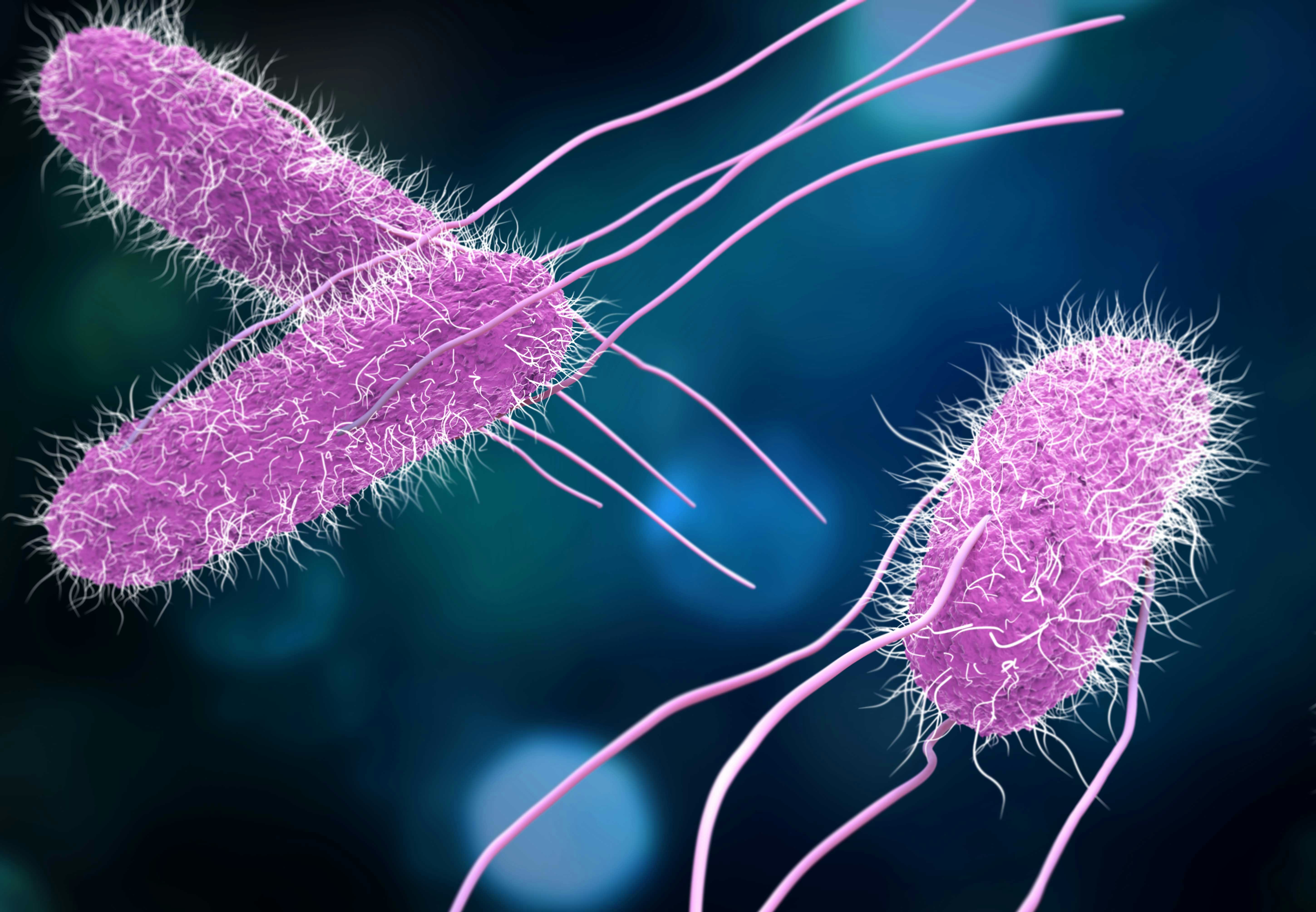 Salmonella | wibnet.nl